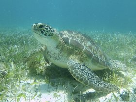 A stunning close-up of a sea turtle gracefully swimming through seagrass in crystal-clear waters, showcasing the beauty of marine life.