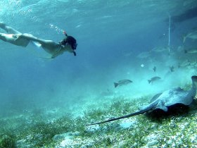 A snorkeler glides through clear waters, encountering a majestic stingray and a school of fish — a captivating underwater wildlife experience.