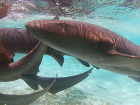 A captivating underwater scene featuring sharks swimming gracefully in clear waters, showcasing the beauty of marine wildlife.