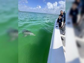 A child and adults watch a dolphin swimming alongside their boat, capturing a magical moment of wildlife interaction in the vibrant waters.