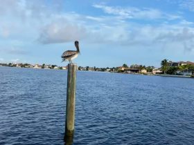 A pelican perches on a wooden post overlooking the calm waters, showcasing the serene beauty of coastal wildlife.
