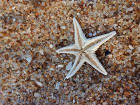 A close-up view of a starfish resting on sandy beach, showcasing the intricate details of its texture — a beautiful representation of marine wildlife.