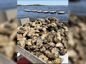 A close-up view of freshly harvested oysters, showcasing the bounty of the sea — perfect for seafood lovers and culinary experiences.