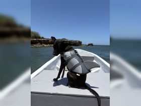 A playful dog wearing a life jacket sits on a boat, ready for a fun day on the water — a perfect companion for aquatic adventures.