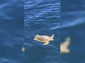 Plenty of turtles and dolphins to see. 