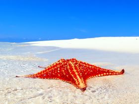 A vibrant starfish rests on the sandy ocean floor, showcasing its intricate patterns against the clear blue waters — a stunning example of marine wildlife.