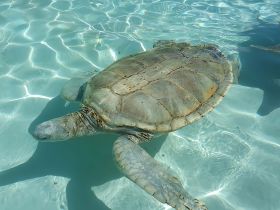 A serene close-up of a turtle swimming gracefully in crystal-clear waters, showcasing the beauty of marine wildlife.