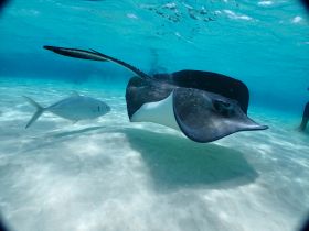 A stunning underwater shot of a stingray gliding gracefully through clear waters, showcasing the beauty of marine life in a tropical paradise.