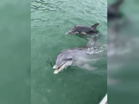 Two dolphins swim gracefully in clear waters, showcasing the beauty of marine wildlife — a captivating moment for nature lovers and ocean enthusiasts.