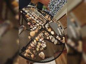 A beautifully arranged collection of seashells displayed on a table, showcasing the treasures found during a beach outing. Perfect for beachcombing enthusiasts and nature lovers.