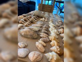 A beautiful collection of seashells displayed on a wooden table, perfect for beach-themed decor or souvenirs from coastal adventures.