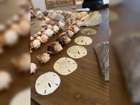 A collection of beautiful seashells and sand dollars displayed on a wooden table, perfect for beach lovers and collectors of marine treasures.