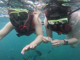 Two snorkelers explore the underwater world, interacting with colorful fish in a vibrant marine environment — a perfect adventure for ocean lovers.