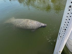A serene close-up of a manatee swimming in calm waters, showcasing the beauty of wildlife encounters in natural habitats.