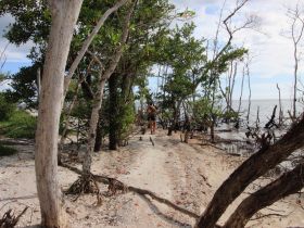 A person walks along a scenic path through mangroves by the beach, showcasing the natural beauty of the coastal environment.