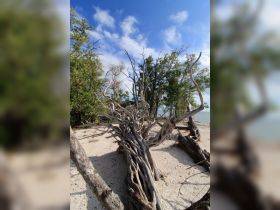 A scenic view of twisted driftwood and greenery along a sandy shoreline, capturing the natural beauty of the landscape.