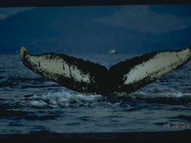 Charter Image