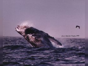 Charter Image