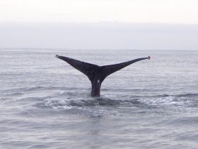 Charter Image