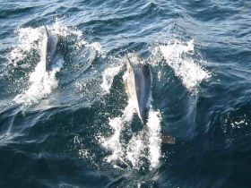Charter Image