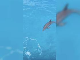 A dolphin gracefully swims through crystal-clear waters, showcasing the beauty of marine wildlife in its natural habitat.