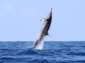 A stunning shot of a dolphin leaping out of the ocean, showcasing the beauty of marine wildlife in its natural habitat.