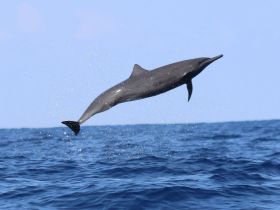 A stunning capture of a dolphin leaping out of the ocean, showcasing the beauty of marine wildlife in their natural habitat.