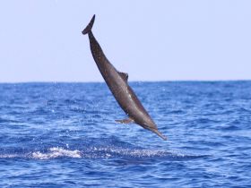 A stunning capture of a dolphin leaping out of the water, showcasing the beauty of marine wildlife in its natural habitat.