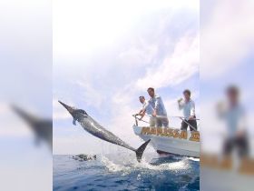 Exciting moment captured as dolphins leap from the water near a boat, showcasing the thrill of wildlife encounters on the open sea.