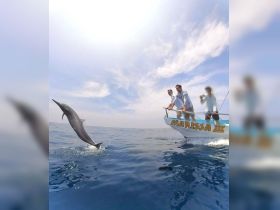 A thrilling moment captured as a dolphin leaps out of the water near a fishing boat, showcasing the excitement of marine wildlife encounters.
