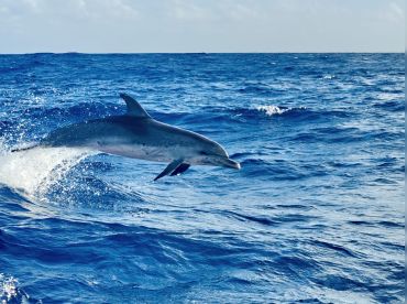 Pacific Marlin Antigua