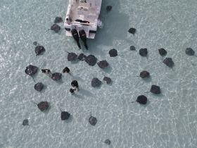Guests interact with stingrays in shallow, clear waters, creating an unforgettable wildlife experience — a must-do for adventure seekers.