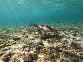 A graceful sea turtle glides through crystal-clear waters, showcasing the beauty of underwater wildlife — a perfect moment for nature enthusiasts and marine life lovers.