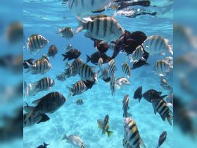 A vibrant underwater scene featuring a variety of fish swimming around, showcasing the beauty of marine life in crystal-clear waters.