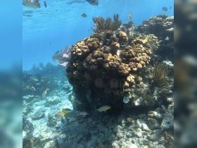 A vibrant underwater scene showcasing a coral reef teeming with various fish species, perfect for snorkeling and marine exploration.