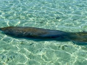 A serene view of a manatee gliding through crystal-clear waters, showcasing the beauty of marine wildlife in its natural habitat.