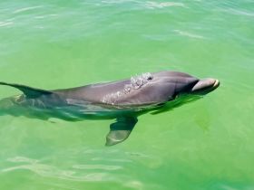 A playful dolphin swims gracefully in the clear green waters, showcasing the beauty of marine wildlife encounters.