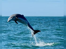 A stunning capture of a dolphin leaping out of the water, showcasing the beauty of marine wildlife in its natural habitat.
