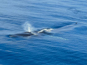A majestic whale surfaces in calm blue waters, showcasing the beauty of marine wildlife — a breathtaking moment for nature enthusiasts.