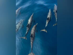 A stunning view of dolphins swimming gracefully in the deep blue ocean, showcasing the beauty of marine wildlife.