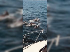A playful pod of dolphins swims alongside a boat, showcasing the beauty of marine wildlife in their natural habitat.