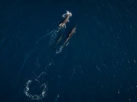 A stunning aerial view of dolphins swimming gracefully through the deep blue ocean, showcasing the beauty of marine wildlife.