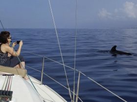 A woman captures a moment on camera as a dolphin swims alongside the boat, showcasing a unique wildlife encounter on the open water.