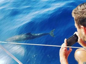A person captures a stunning moment as a dolphin swims alongside the boat, showcasing the beauty of marine wildlife encounters.