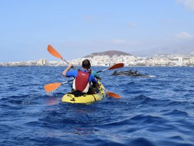 A kayaker paddles through the ocean, encountering a pod of dolphins nearby — a thrilling wildlife experience in a stunning coastal setting.