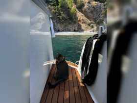 A curious cat sits on the deck of a boat, overlooking a serene bay with beachgoers in the background — a charming moment of wildlife aboard.