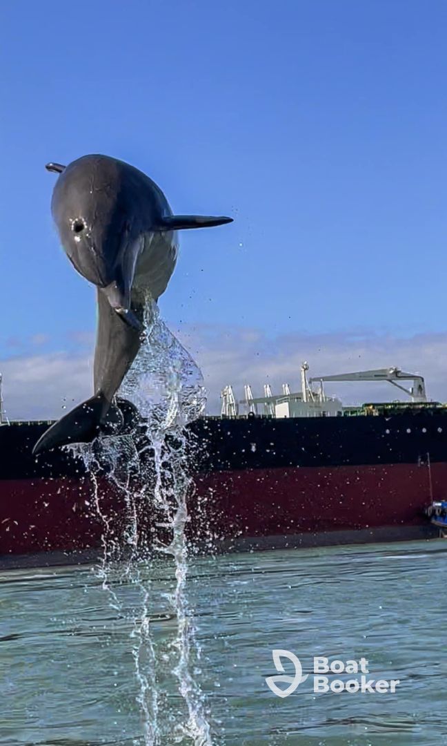 Dolphin Dreams