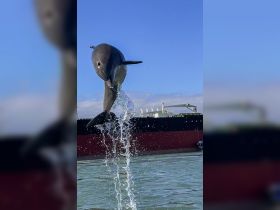 A stunning shot of a dolphin leaping out of the water, showcasing the beauty of marine wildlife in its natural habitat.