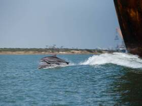 Two dolphins leap gracefully through the water, showcasing their playful nature in a vibrant marine environment.