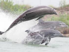 Family is tops w dolphins!